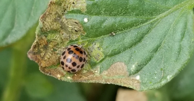 テントウムシダマシ