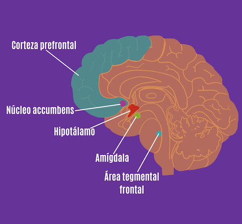 Partes del cerebro