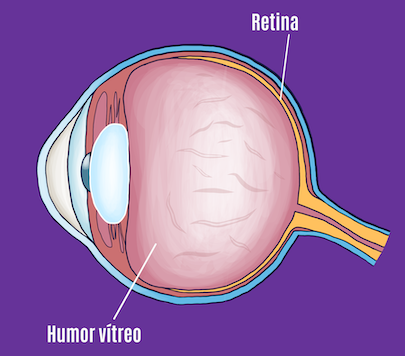 El ojo humano y las miodesopsias