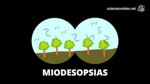Representación de las miodesopsias
