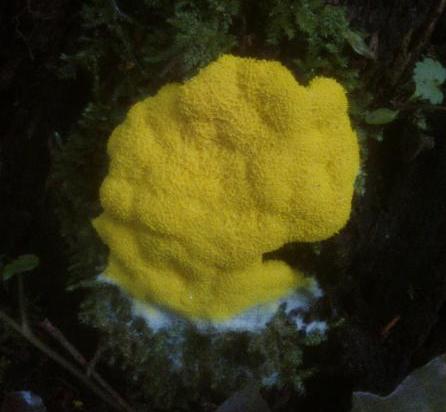 Moho de fango plasmodial (Plasmodial slime mold) en esporulación