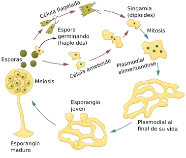 Ciclo de vida del moho de fango plasmodial (Plasmodial slime mold)