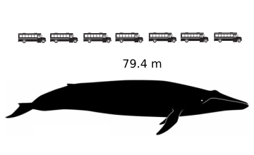 Ballena marciana