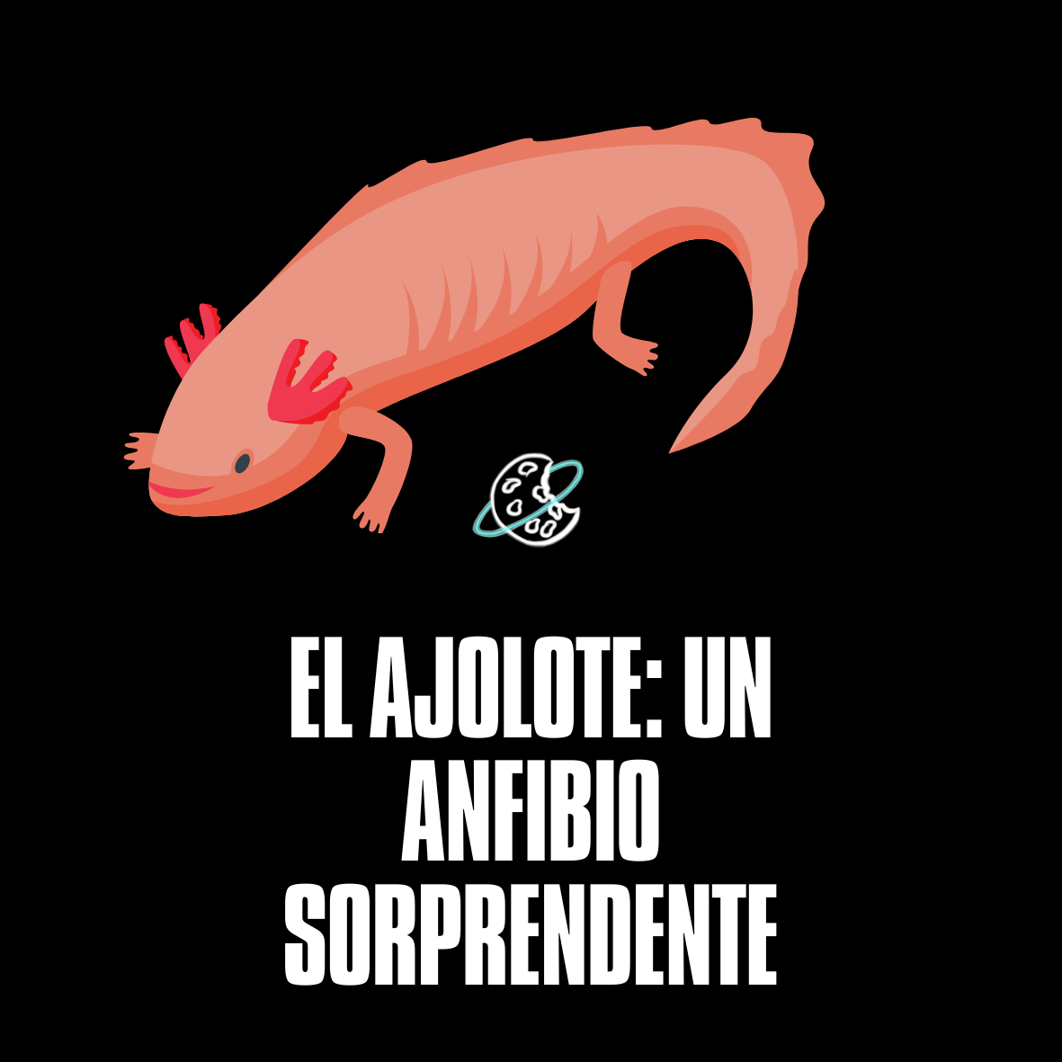 El ajolote: Un anfibio sorprendente.