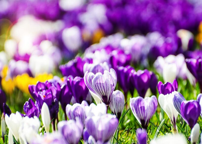 A sea of flowers wanderer