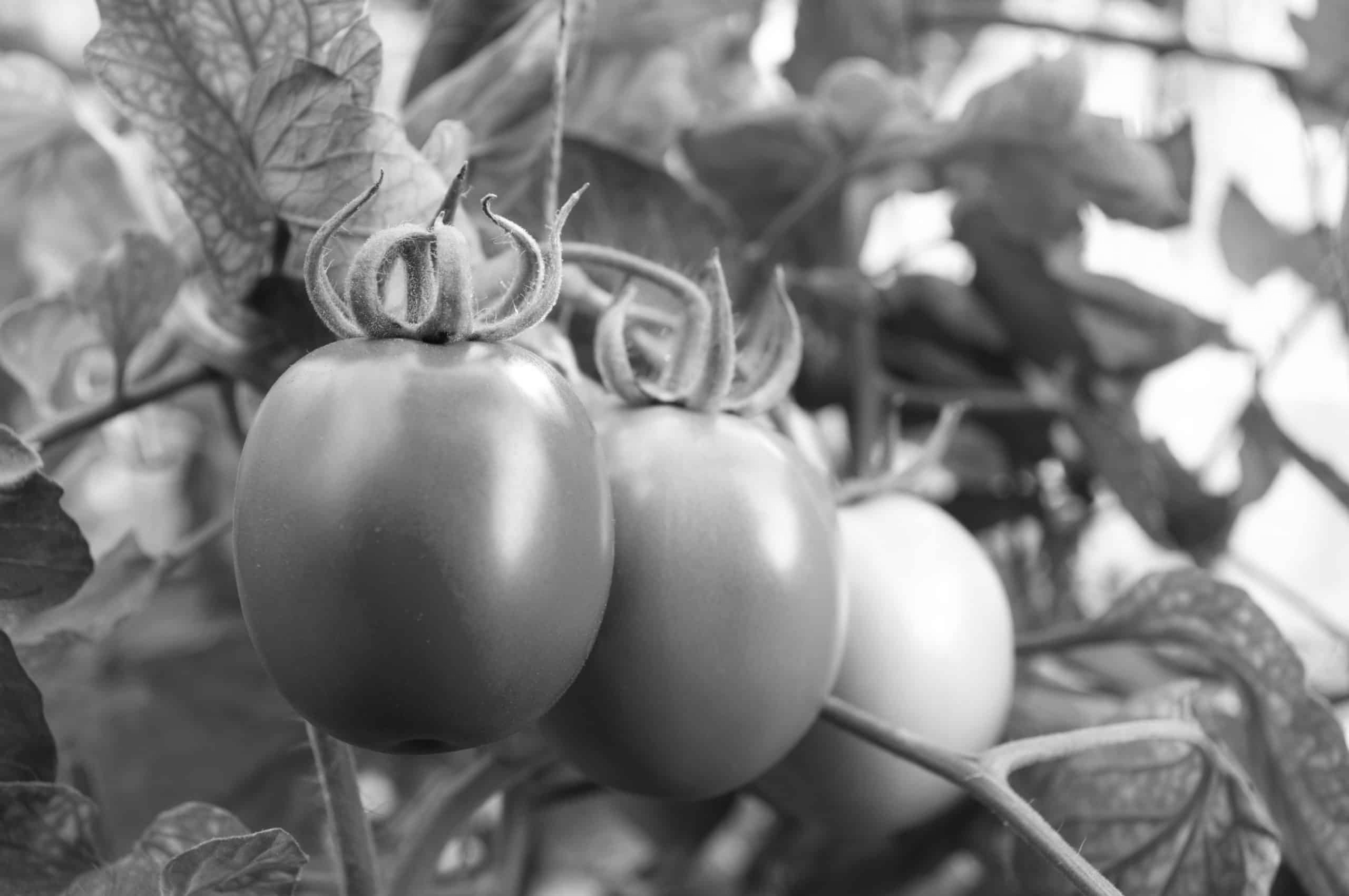 Tomatoes 1