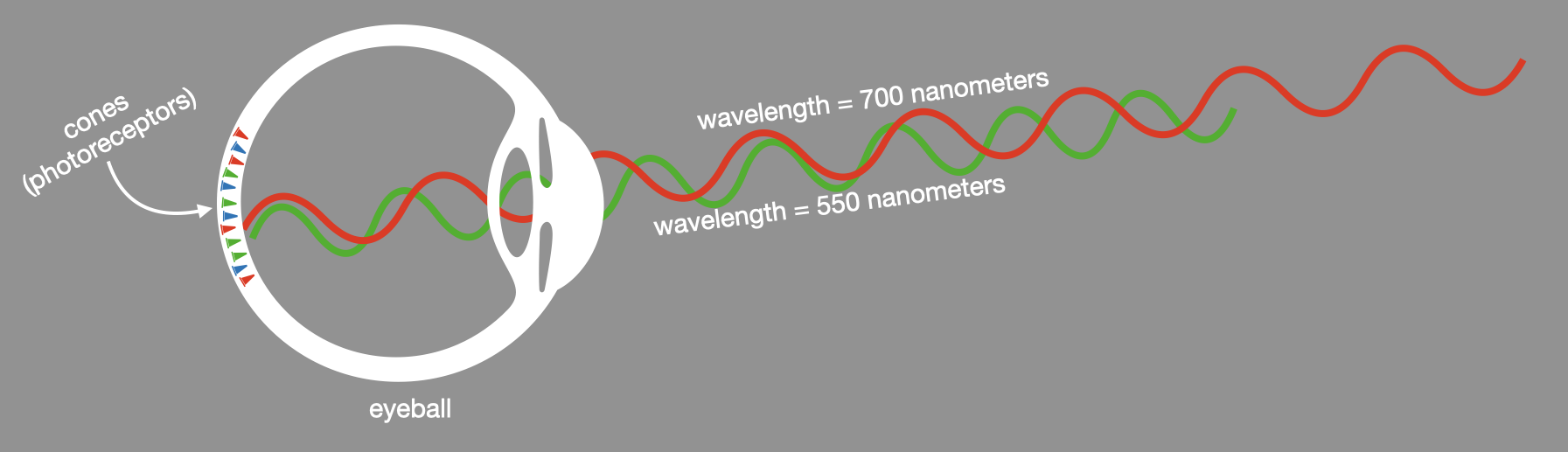 Red and green light waves