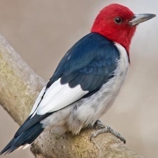 Woodpecker color