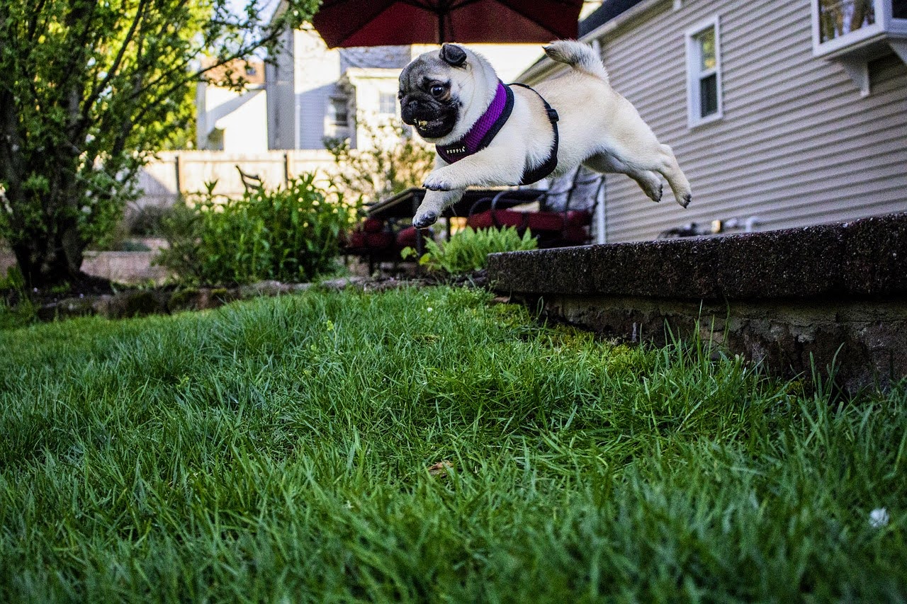 Pristine green lawn after service