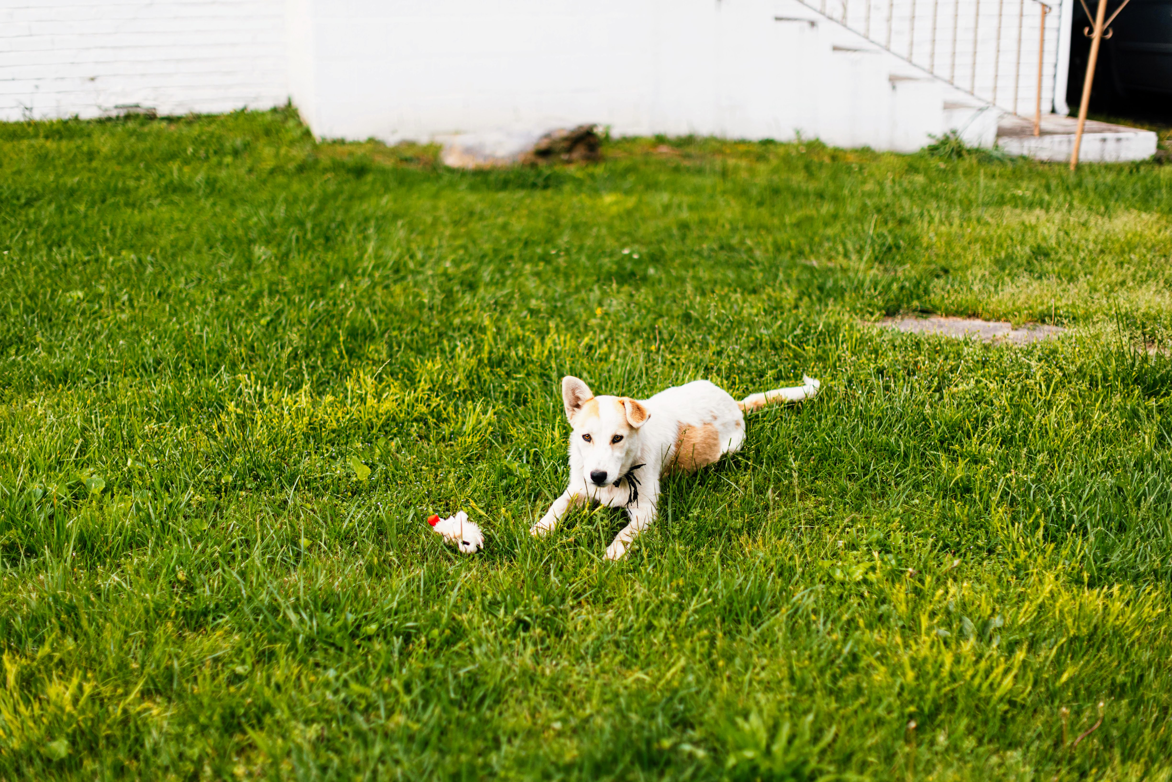 Cute puppy sitting on fresh grass