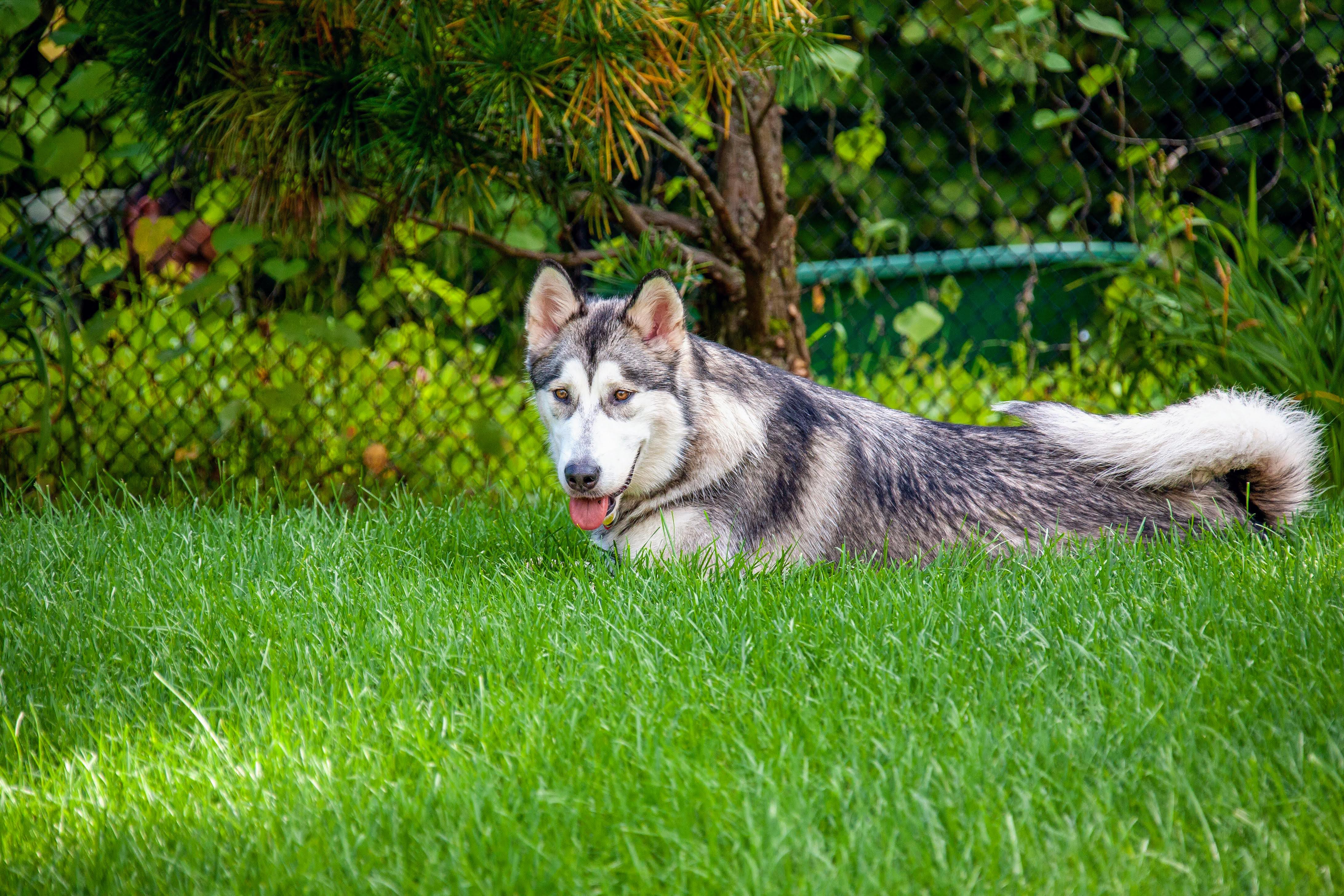 Family enjoying their clean backyard
