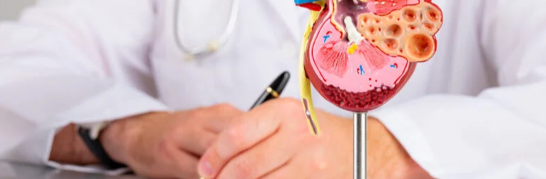How is kidney function measured?