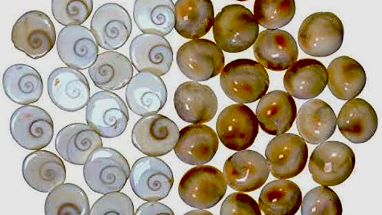 Gomti Chakra 