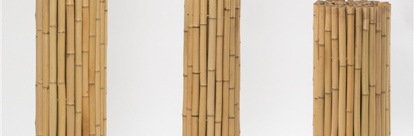 Lucky Bamboo Light Requirements