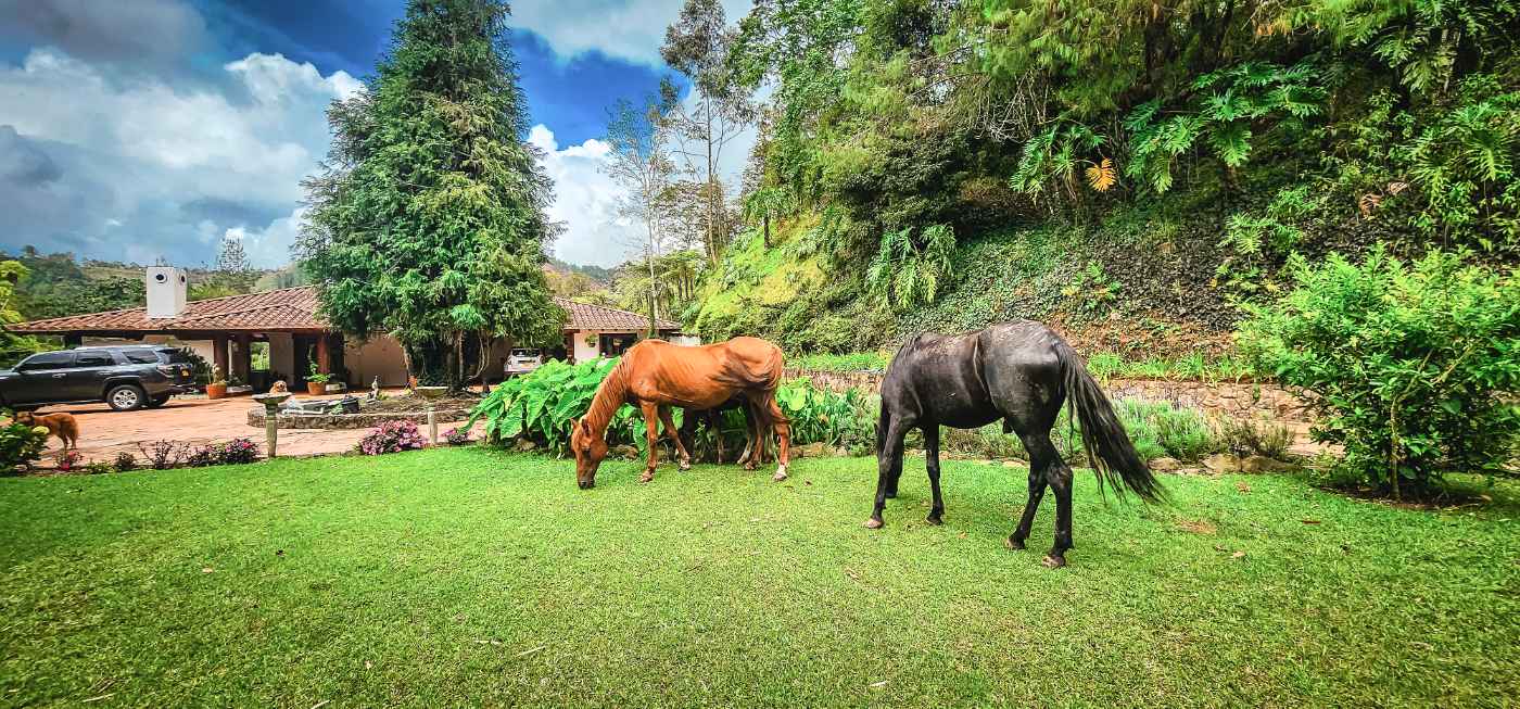 Espectacula Hacienda Mexicana con Animales — Foto 4