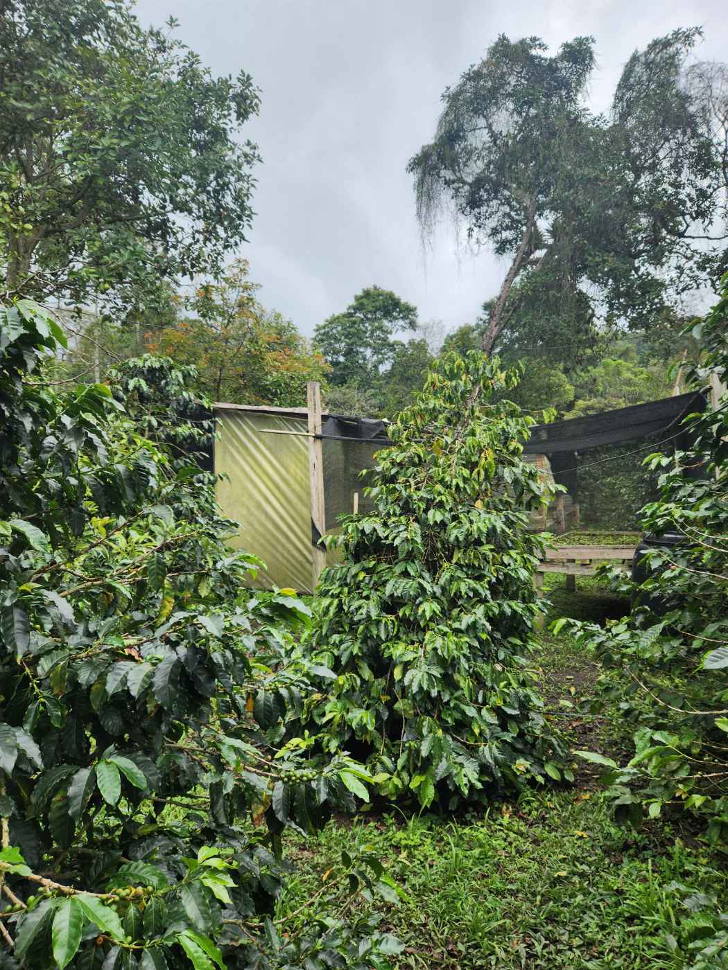 ¡Finca cafetera a las afueras de Bogotá! — Foto 5