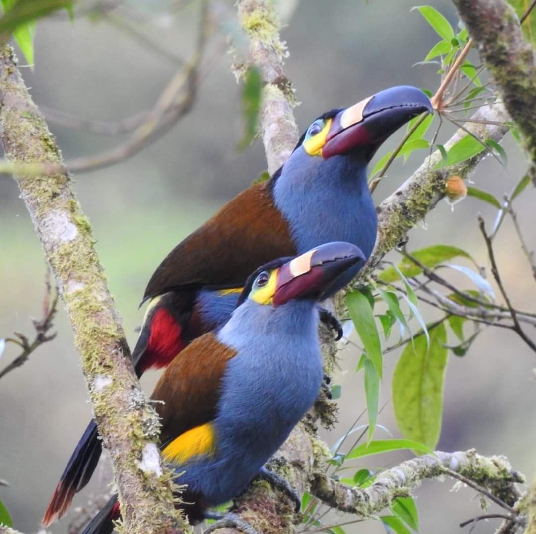 VEN Y CONECTATE CON LA NATURALEZA — Foto 2