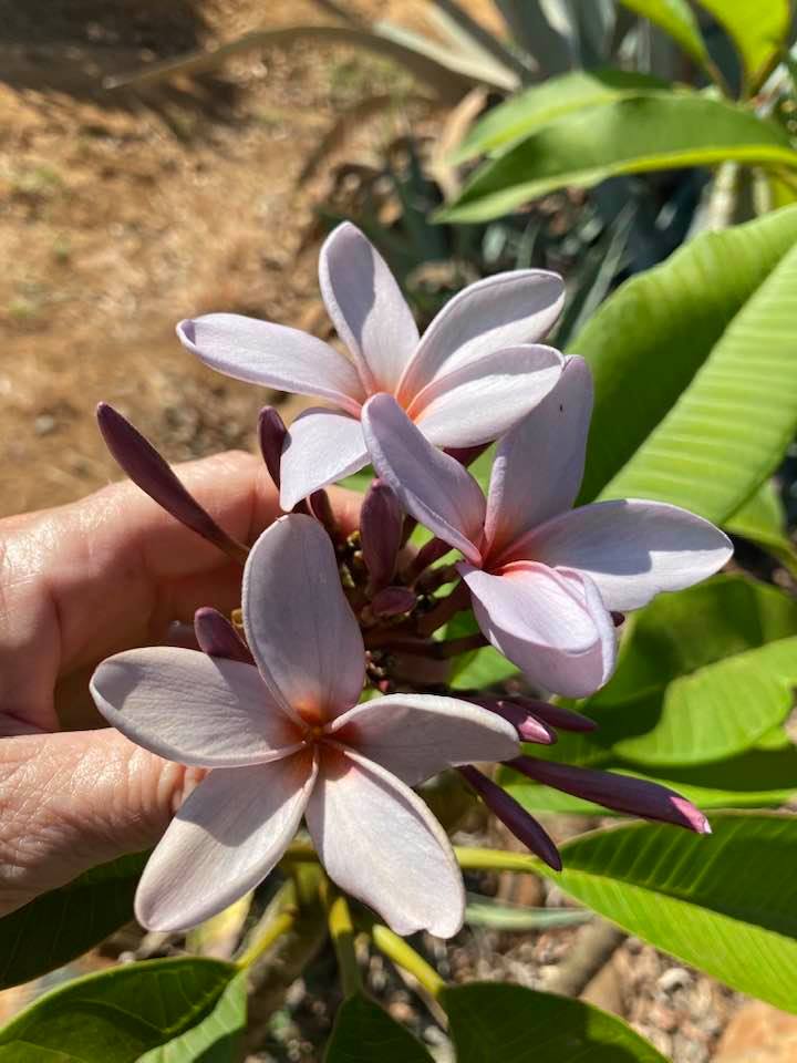 North Queensland Blue