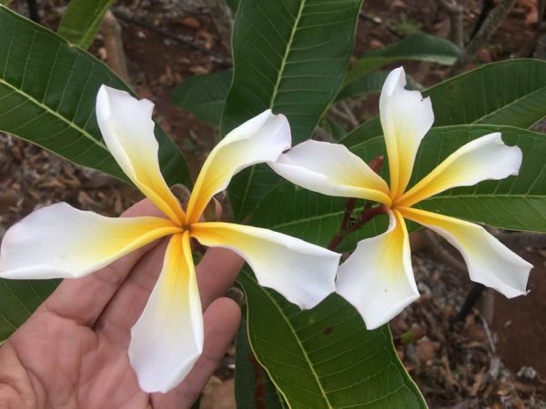 Sweet Aloha AKA possibly White Pinwheel