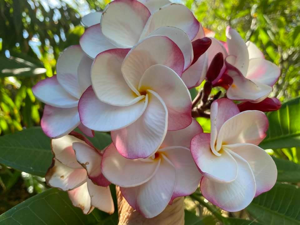 Pink Pansy