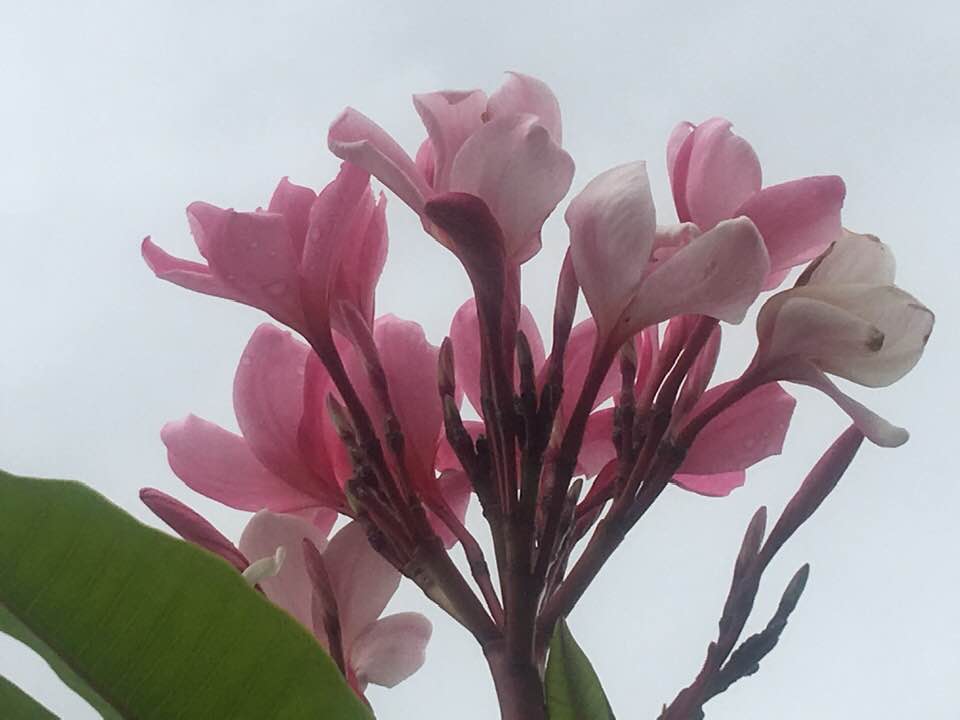 Lilac Mist
