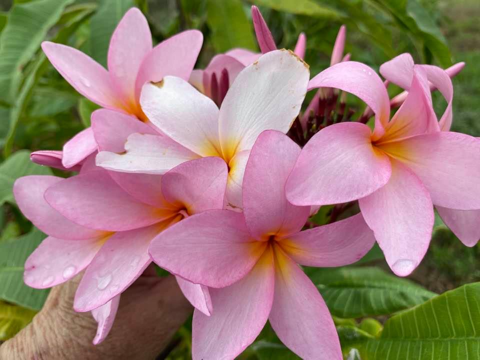 Pink San Germain
