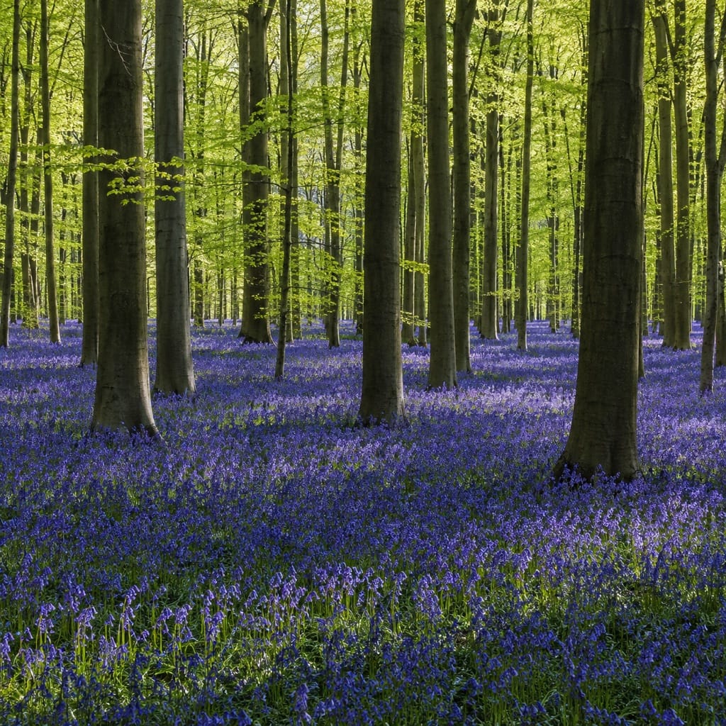 Hallerbos