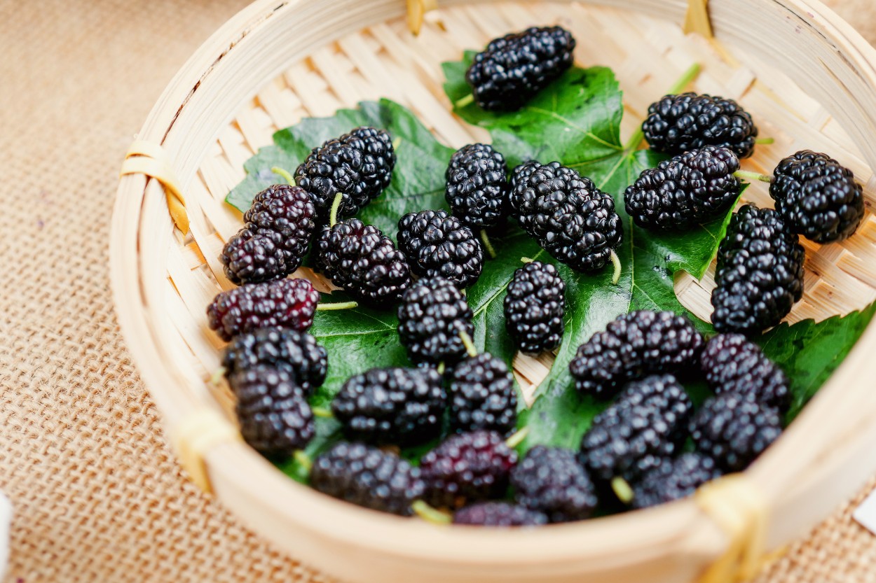 Şebinkarahisar Karadutu