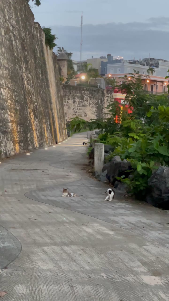 Cats Below the Old San Juan Walls — United States