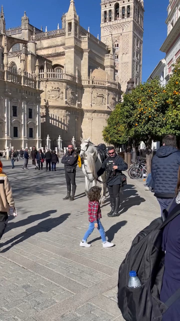 Mounted Police Horse, Plaza del Triunfo — Seville, Spain