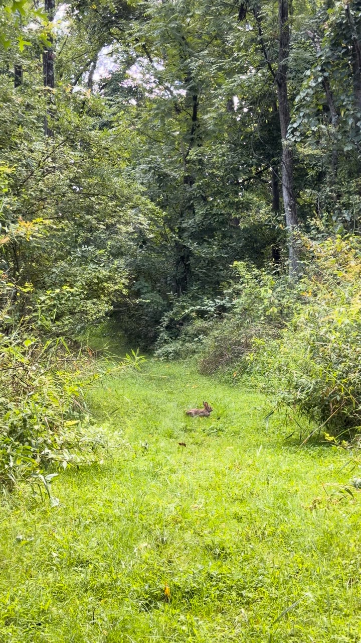 Green Trail, Peace Valley Park — New Britain Township, United States
