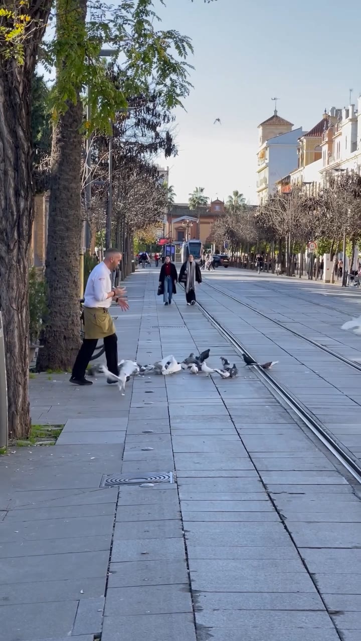 Pigeons On Calle San Fernando, Seville — Spain