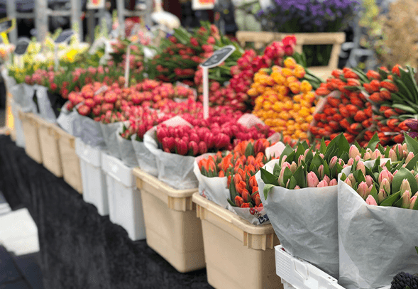 Land of holy flowers