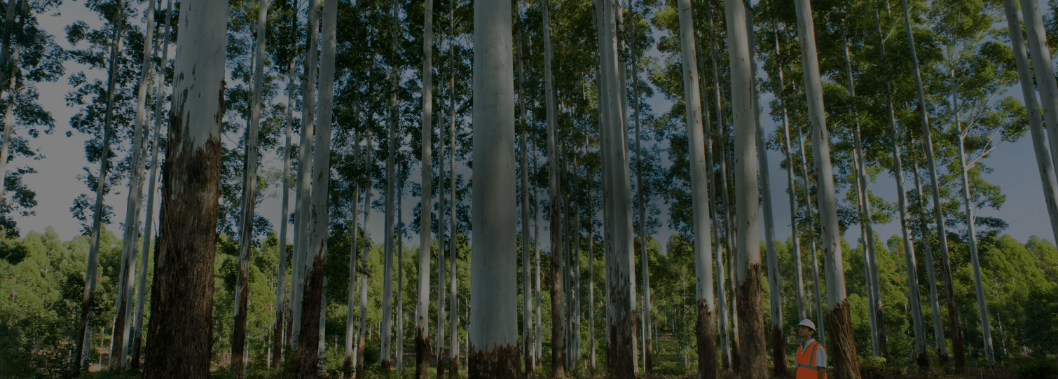 Producimos madera de alta calidad