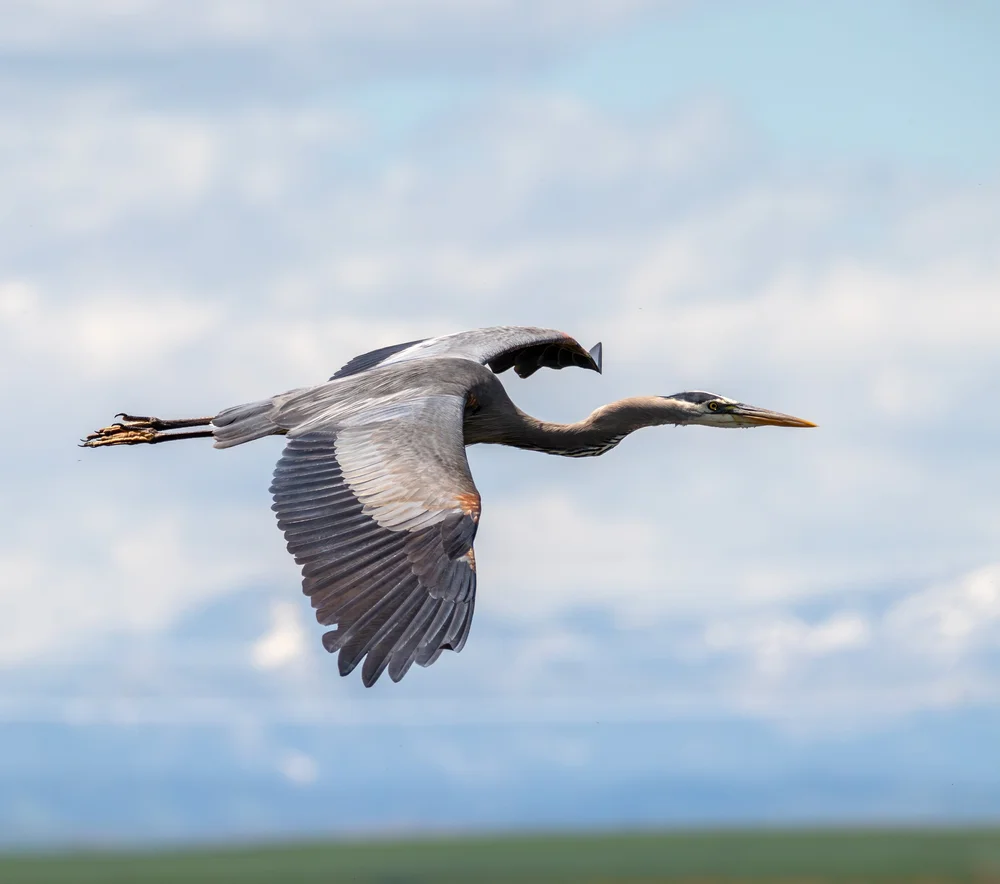 The Ultimate Bird Safari