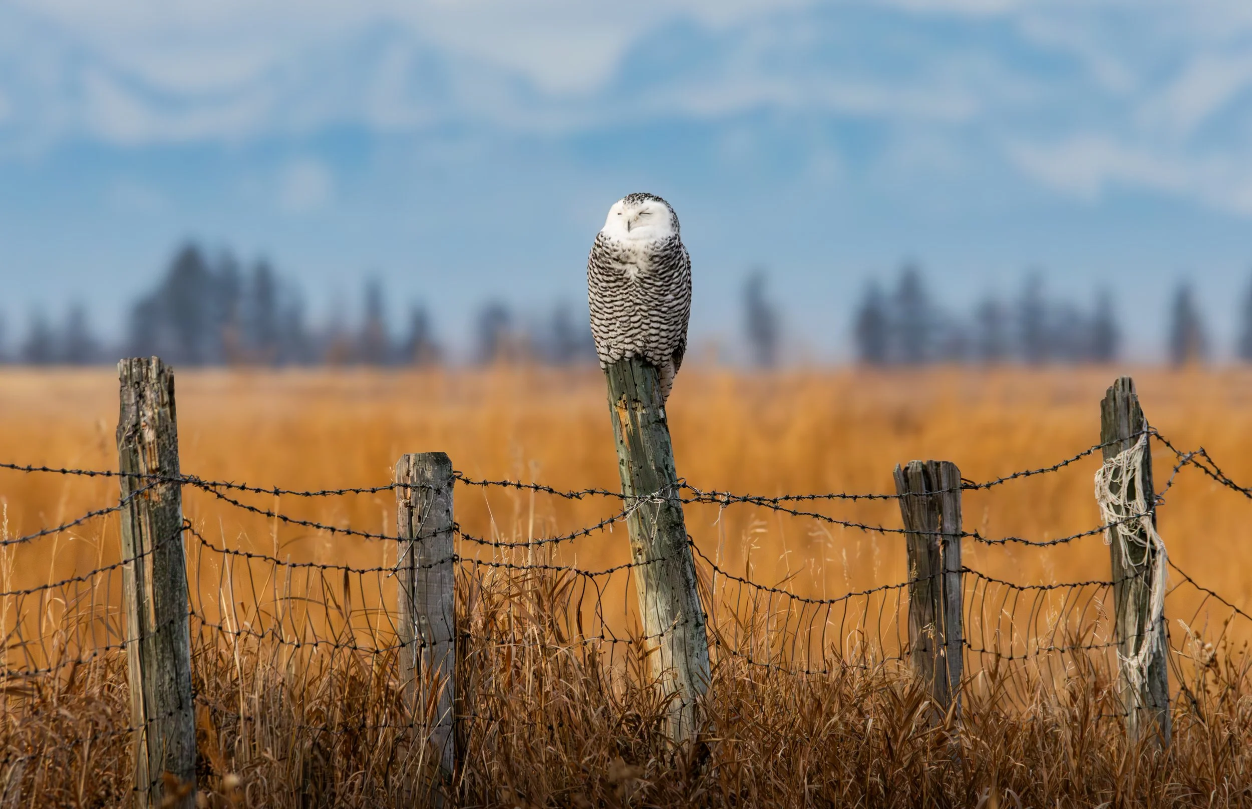 Snowy Owl Tour