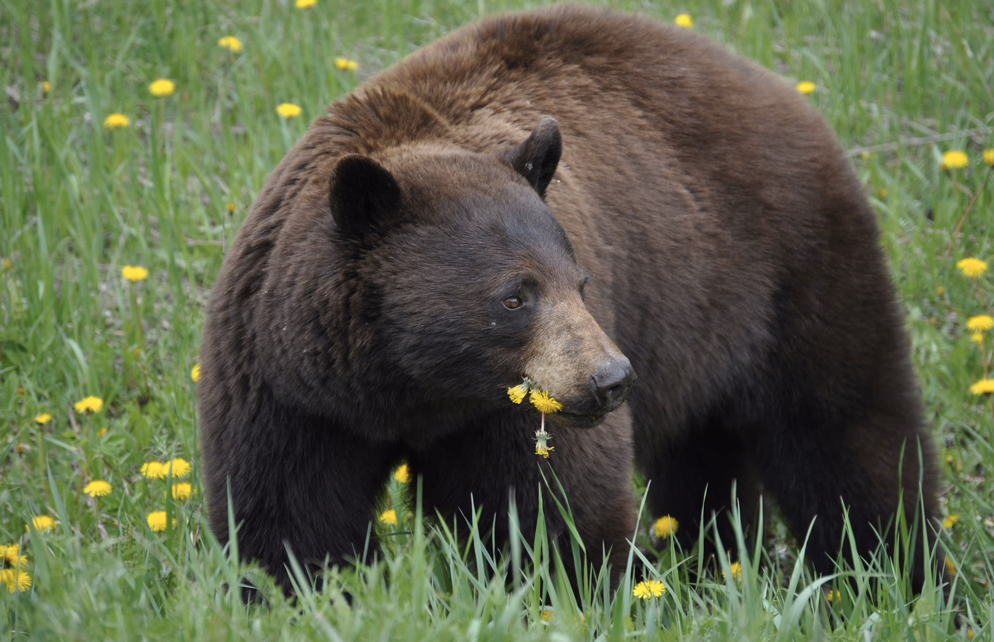Explore Banff & Wildlife