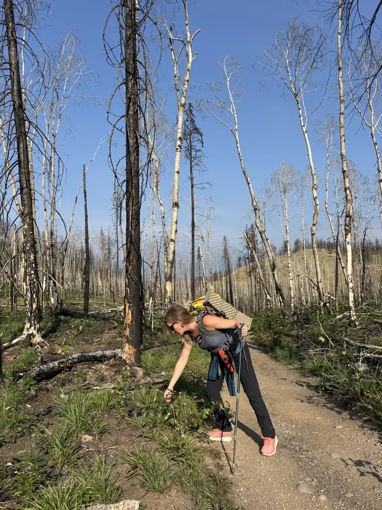 Summer Wildfire Peak-Nic Tour in Jasper National Park