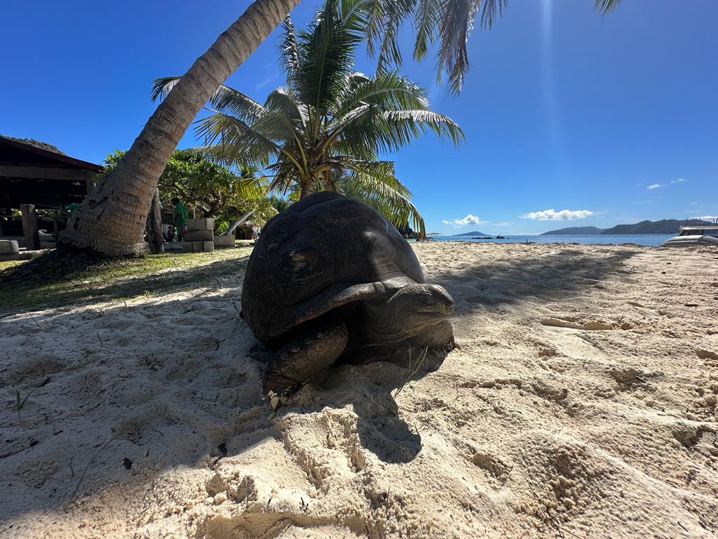 🇸🇨 Seychellen 2027 – Katamarantörn Inner Islands — Bild 2