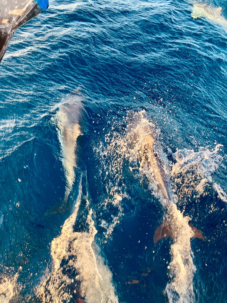 Gibraltar nach Lanzarote - Hochseesegeln auf dem Atlantik — Bild 4