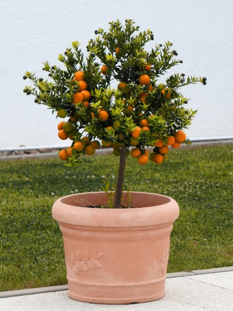 Bourse aux plantes