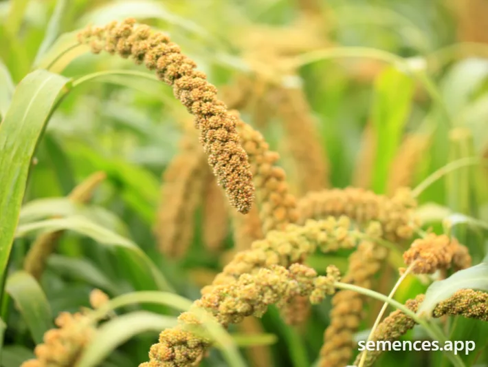 Millet