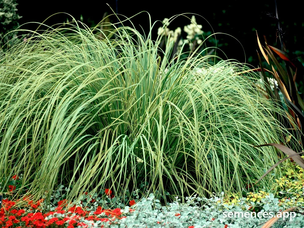 Stipa