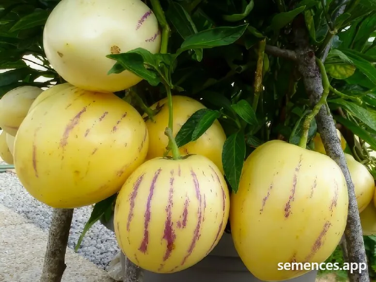 Poire melon