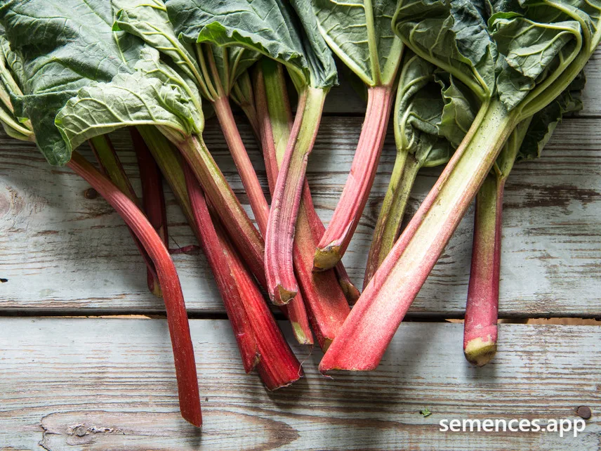Rhubarbe