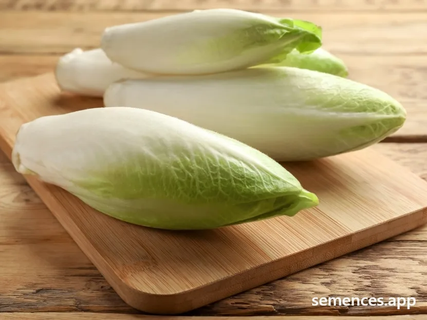 Endive