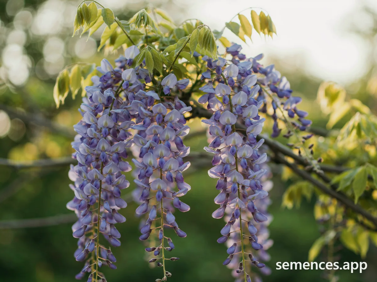 Glycine