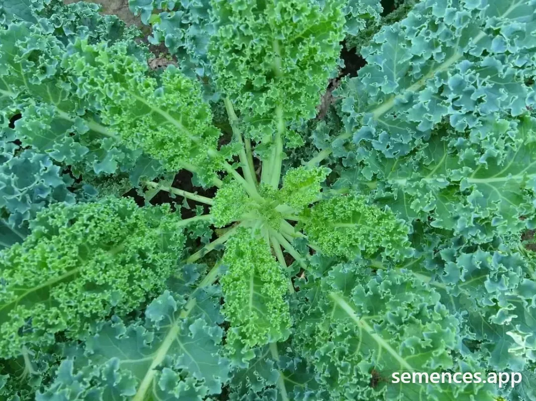 Chou frisé (Kale)