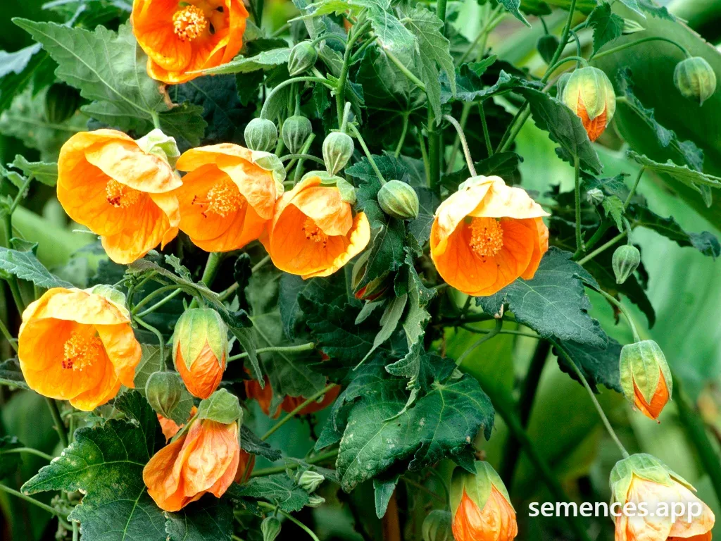 Abutilon