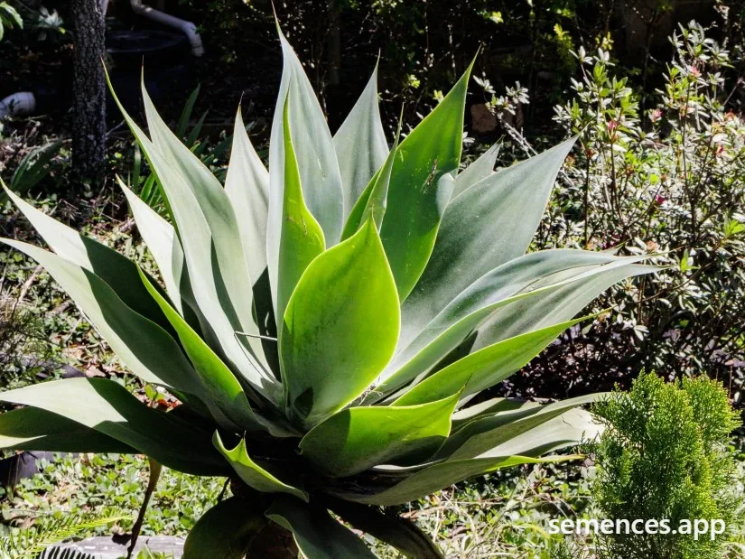 Agave
